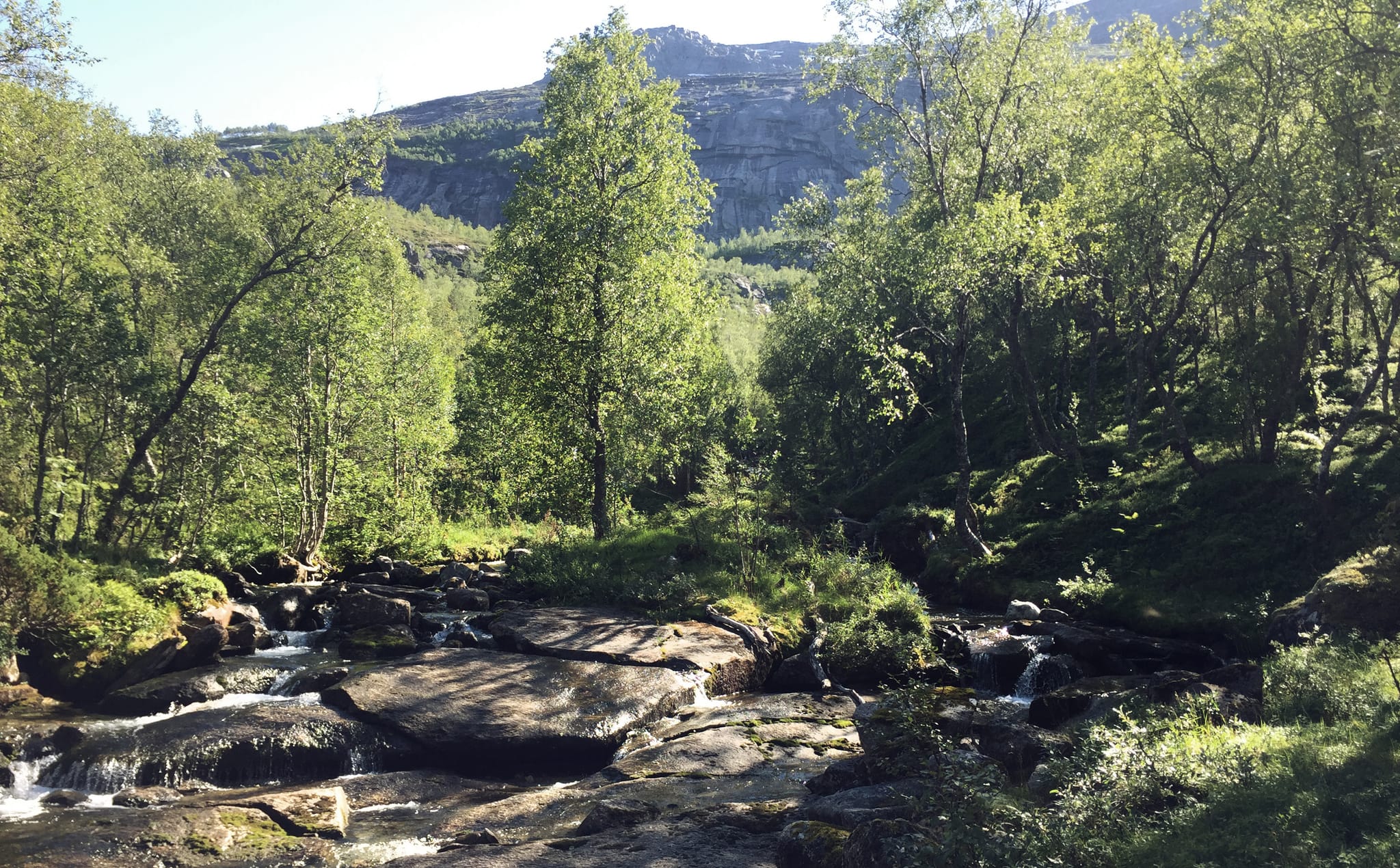 Woodland with mountains in the background. In the foreground, a river flows over stone slabs