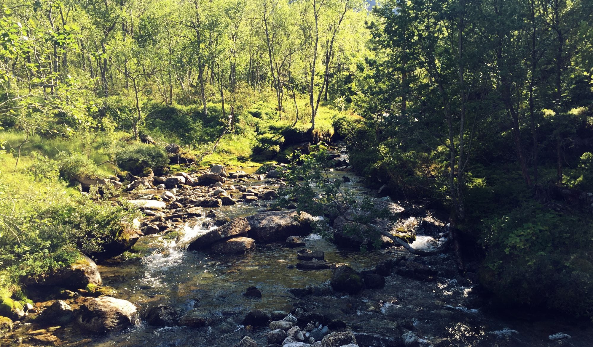 A river flows between green banks, a lot of stones in the river, the sun falls on the left bank